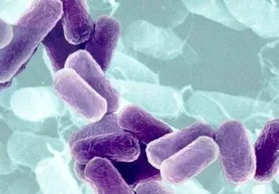 Alerta sobre bactéria E.coli
